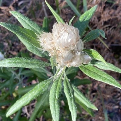 Coronidium elatum (White Everlasting Daisy) at Jervis Bay, JBT - 25 Jul 2023 by AnneG1