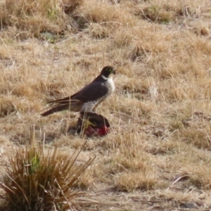 Falco peregrinus at Tuggeranong, ACT - 28 Jul 2023