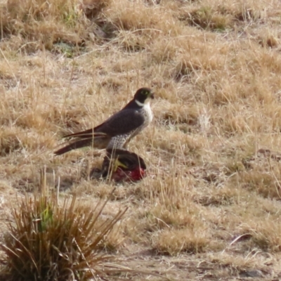 Falco peregrinus (Peregrine Falcon) at Tuggeranong, ACT - 28 Jul 2023 by RodDeb