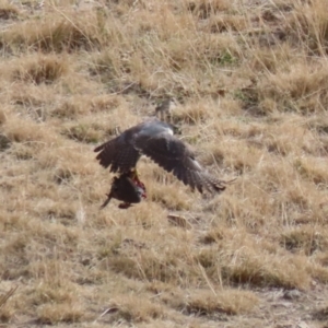 Falco peregrinus at Tuggeranong, ACT - 28 Jul 2023