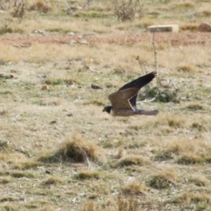 Falco peregrinus at Tuggeranong, ACT - 28 Jul 2023