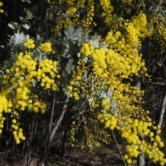 Acacia baileyana (Cootamundra Wattle, Golden Mimosa) at Umbagong District Park - 22 Jul 2023 by pinnaCLE