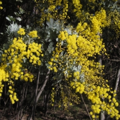 Acacia baileyana (Cootamundra Wattle, Golden Mimosa) at Umbagong District Park - 22 Jul 2023 by pinnaCLE