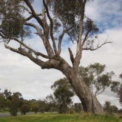 Eucalyptus blakelyi (Blakely's Red Gum) at Higgins, ACT - 22 Sep 2022 by pinnaCLE