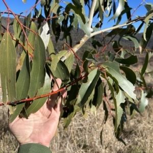 Eucalyptus pauciflora subsp. pauciflora at Tuggeranong, ACT - 21 Jul 2023