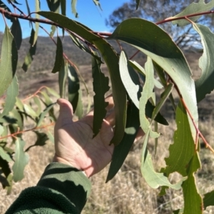 Eucalyptus pauciflora subsp. pauciflora at Tuggeranong, ACT - 21 Jul 2023