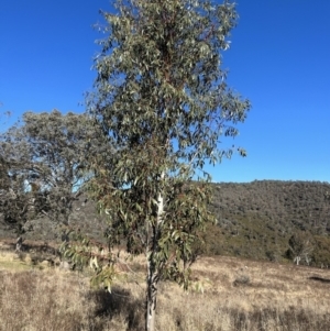 Eucalyptus pauciflora subsp. pauciflora at Tuggeranong, ACT - 21 Jul 2023 10:32 AM