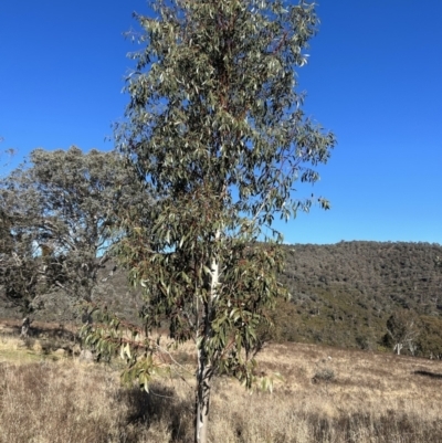 Eucalyptus pauciflora subsp. pauciflora (White Sally, Snow Gum) at Tuggeranong, ACT - 21 Jul 2023 by dwise