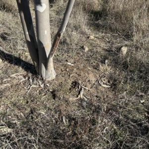 Eucalyptus pauciflora subsp. pauciflora at Tuggeranong, ACT - 21 Jul 2023 10:32 AM