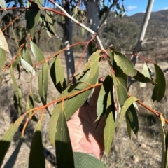 Eucalyptus pauciflora subsp. pauciflora at Tuggeranong, ACT - 21 Jul 2023 10:32 AM