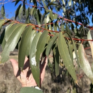 Eucalyptus pauciflora subsp. pauciflora at Tuggeranong, ACT - 21 Jul 2023 10:32 AM