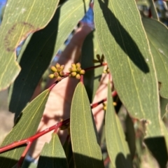 Eucalyptus pauciflora subsp. pauciflora (White Sally, Snow Gum) at Bullen Range - 21 Jul 2023 by dwise