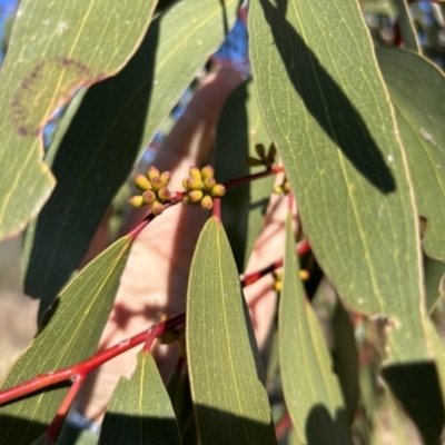 Eucalyptus pauciflora subsp. pauciflora (White Sally, Snow Gum) at Bullen Range - 21 Jul 2023 by dwise