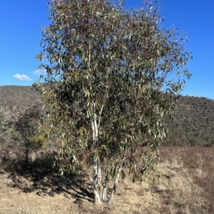 Eucalyptus pauciflora subsp. pauciflora at Tuggeranong, ACT - 21 Jul 2023