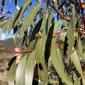 Eucalyptus pauciflora subsp. pauciflora at Tuggeranong, ACT - 21 Jul 2023