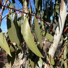 Eucalyptus pauciflora subsp. pauciflora (White Sally, Snow Gum) at Bullen Range - 21 Jul 2023 by dwise