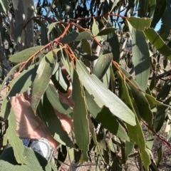 Eucalyptus pauciflora subsp. pauciflora (White Sally, Snow Gum) at Tuggeranong, ACT - 21 Jul 2023 by dwise