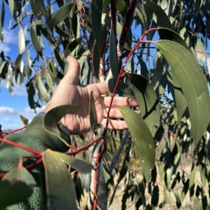 Eucalyptus pauciflora subsp. pauciflora at Tuggeranong, ACT - 21 Jul 2023