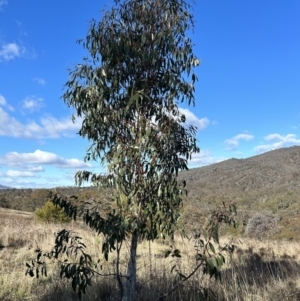 Eucalyptus pauciflora subsp. pauciflora at Tuggeranong, ACT - 21 Jul 2023