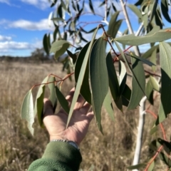 Eucalyptus pauciflora subsp. pauciflora (White Sally, Snow Gum) at Tuggeranong, ACT - 21 Jul 2023 by dwise