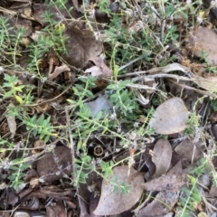 Paronychia brasiliana (Brazilian Whitlow) at Flea Bog Flat to Emu Creek Corridor - 27 Jul 2023 by JohnGiacon