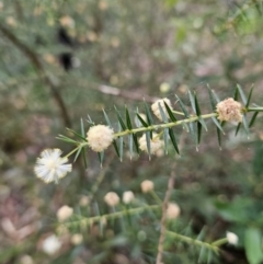 Acacia ulicifolia (Prickly Moses) at Ulladulla, NSW - 27 Jul 2023 by MatthewFrawley