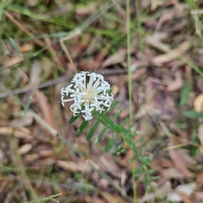 Pimelea linifolia (Slender Rice Flower) at Ulladulla, NSW - 27 Jul 2023 by MatthewFrawley