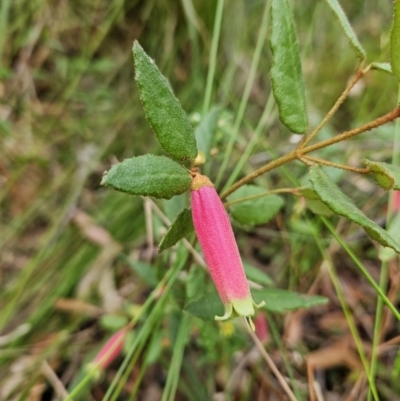 Correa reflexa (Common Correa, Native Fuchsia) at Ulladulla, NSW - 27 Jul 2023 by MatthewFrawley