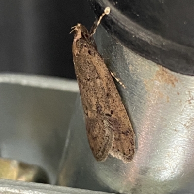 Eulechria convictella (Eulechria convictella) at Mitchell, ACT - 28 Jul 2023 by SteveBorkowskis
