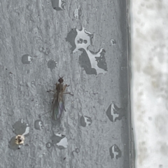 Empididae sp. (family) (Dance fly) at Canberra, ACT - 28 Jul 2023 by Hejor1