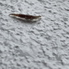 Hemerobiidae sp. (family) at Canberra, ACT - 28 Jul 2023