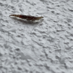 Hemerobiidae sp. (family) at Canberra, ACT - 28 Jul 2023