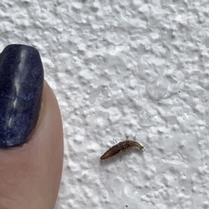 Hemerobiidae sp. (family) at Canberra, ACT - 28 Jul 2023