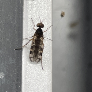 Sylvicola dubius at Canberra, ACT - 28 Jul 2023 10:16 AM