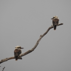 Dacelo novaeguineae (Laughing Kookaburra) at Tuggeranong, ACT - 28 Jul 2023 by HelenCross