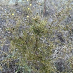 Acacia ulicifolia (Prickly Moses) at Paddys River, ACT - 22 Jul 2023 by dwise