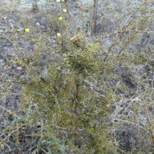 Acacia ulicifolia at Paddys River, ACT - 23 Jul 2023 08:33 AM