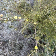 Acacia ulicifolia at Paddys River, ACT - 23 Jul 2023 08:33 AM