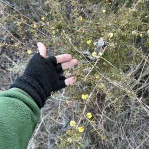 Acacia ulicifolia at Paddys River, ACT - 23 Jul 2023 08:33 AM