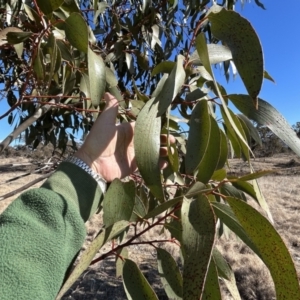 Eucalyptus pauciflora subsp. pauciflora at Tharwa, ACT - 23 Jul 2023