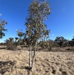 Eucalyptus pauciflora subsp. pauciflora at Tharwa, ACT - 23 Jul 2023