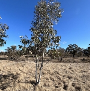 Eucalyptus pauciflora subsp. pauciflora at Tharwa, ACT - 23 Jul 2023