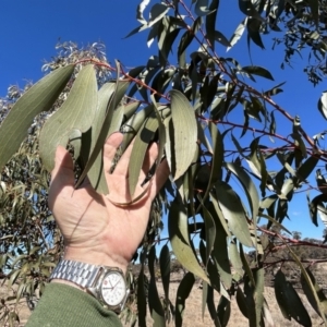 Eucalyptus pauciflora subsp. pauciflora at Tharwa, ACT - 23 Jul 2023