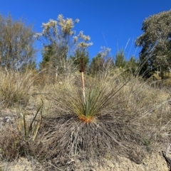 Xanthorrhoea glauca subsp. angustifolia (Grey Grass-tree) at Paddys River, ACT - 24 Jul 2023 by dwise