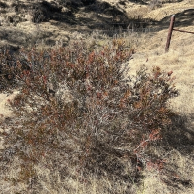 Callistemon citrinus (Crimson Bottlebrush) at Greenway, ACT - 22 Jul 2023 by dwise