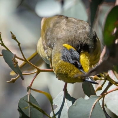 Lichenostomus melanops (Yellow-tufted Honeyeater) at Canberra Central, ACT - 28 Jul 2023 by Bigfish69