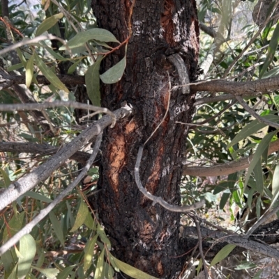 Acacia falciformis (Broad-leaved Hickory) at Bullen Range - 21 Jul 2023 by dwise