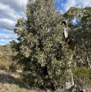 Acacia falciformis at Tuggeranong, ACT - 21 Jul 2023