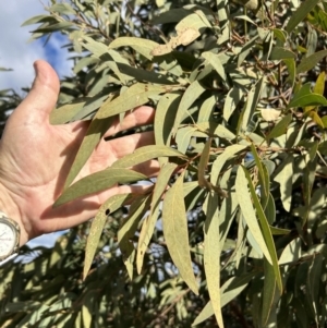 Acacia falciformis at Tuggeranong, ACT - 21 Jul 2023