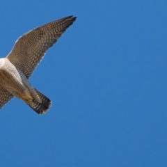 Falco peregrinus (Peregrine Falcon) at Woodstock Nature Reserve - 27 Jul 2023 by Bigfish69